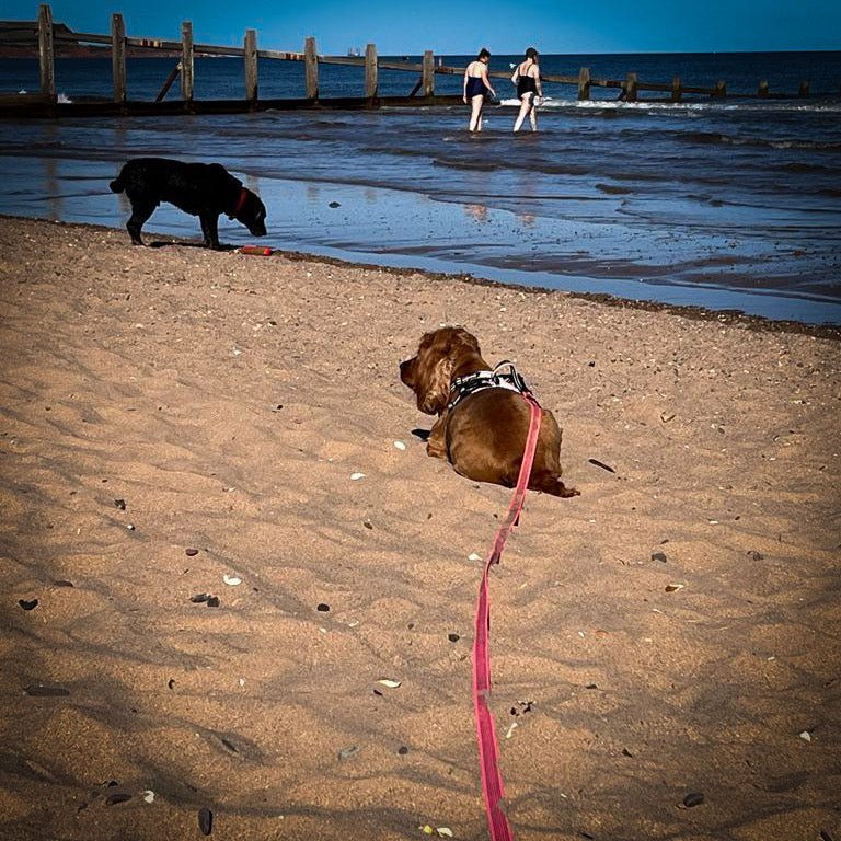 Pink 10 Metre Mantrailing Long Line - It's a Dog Thing