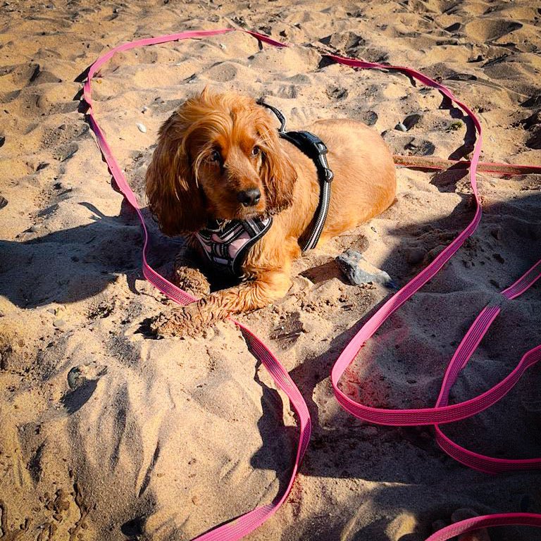 Pink 10 Metre Mantrailing Long Line - It's a Dog Thing