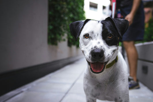How to Live Happily With Your Dog - Guest Blog by Cat Hamilton - It's a Dog Thing