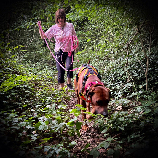 Why Long Lines Are Game-Changers for Mental Stimulation - It's a Dog Thing