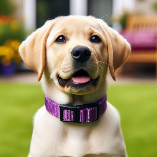 Why Polypropylene is a Top Choice for Dog Leads and Collars. - It's a Dog Thing
