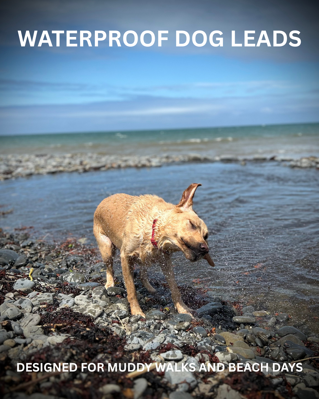 Dog on a rocky beach with text about waterproof dog leads